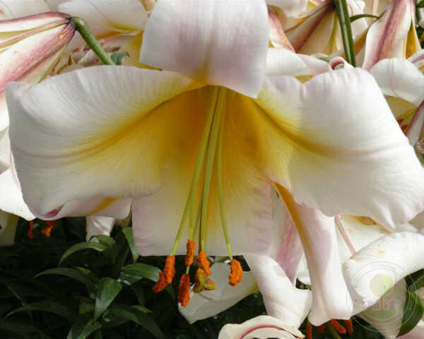 Lilium Judith Saffigna / Miss Lilly — RoseCatalog.ru