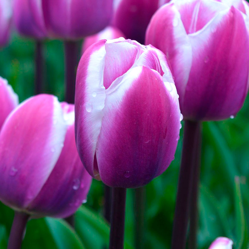 Pink with white edges Triumph tulips (Tulipa) Librije bloom ...