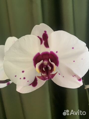 Phalaenopsis — каталог из 614 сортов и ...