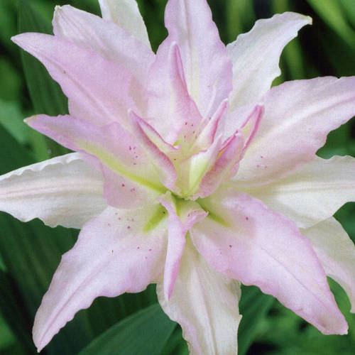 LILIUM OR WILLEKE ALBERT ROSA - Canalflor S.L.