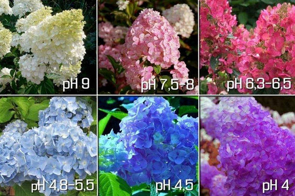 Гортензія Сільвер Долар / С5 / Hydrangea Silver Dollar ...