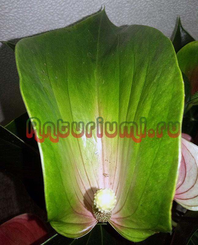 Anthurium Rainbow Champion