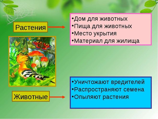 Р.Штейнер. Человек и мир. Действие духа в природе. О пчёлах т ...