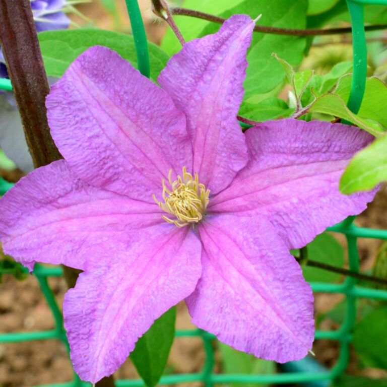 Encyclopaedia - Clematis - Źródło ...