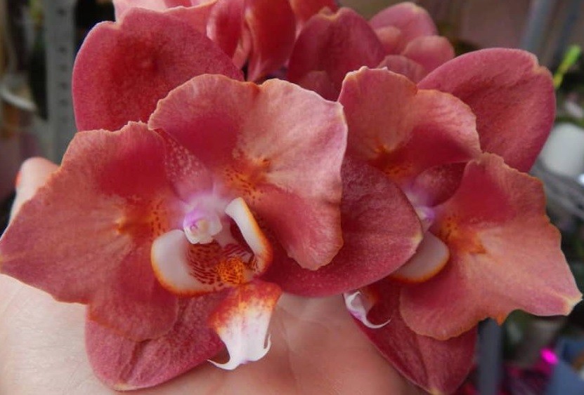 Орхидея Phalaenopsis Fangmey Baby Face