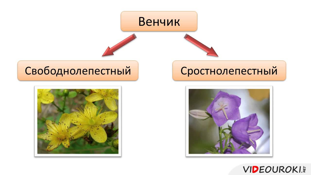 Цветок, его значение и строение ...