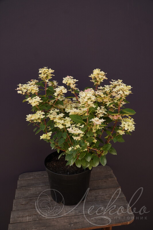 Гортензия метельчатая (Hydrangea paniculata) Polestar • ЦВЕТЫ ...