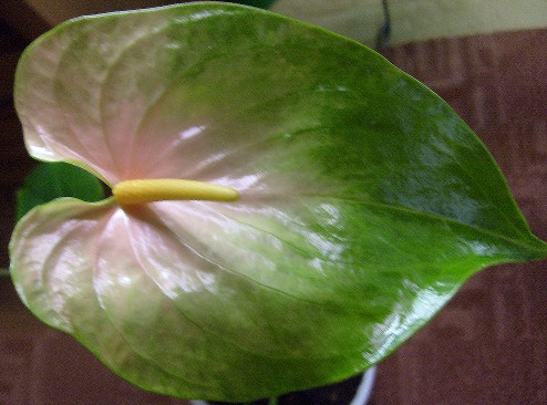 Антуриум (лат. Anthurium), d 12 |