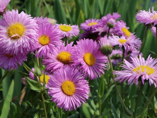 Саженцы Мелколепестника (Erigeron) заказать по почте в ...