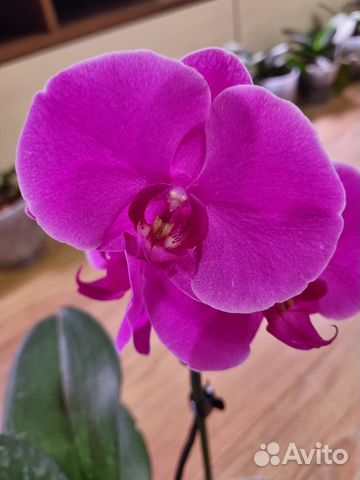 Орхидея Phalaenopsis (отцвёл)