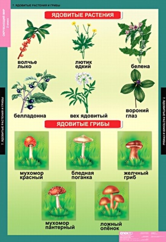 Комнатные растения. Окружающий мир. 2 класс, 1 часть. Учебник ...