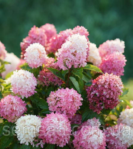 Hydrangea paniculata Touch of Pink-Гортензия метельчатая Тач ...