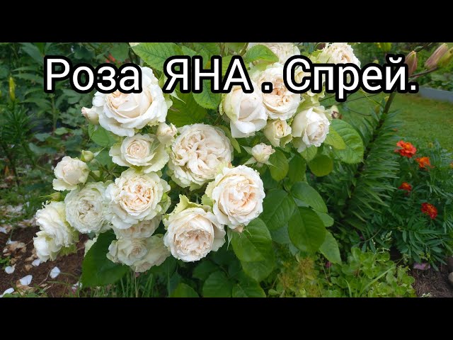 Саженцы розы Вайт Лидия (White Lydia) в Москве цены от 290 ...