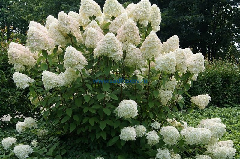 Hydrangea paniculata 'Phantom' STAM, Гортензия метельчатая ...