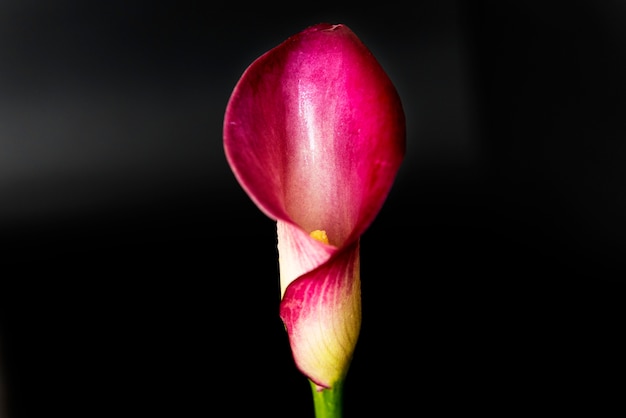 Anthurium clarinervium - Avenir shop