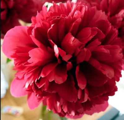 beautiful white peony Greenland flower. Closeup. Blurred ...