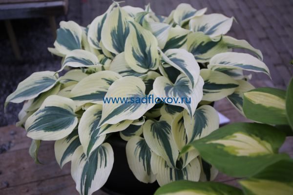 Hosta.com.ua. Хоста Ivory Coast (Айвори Кост) из частной ...