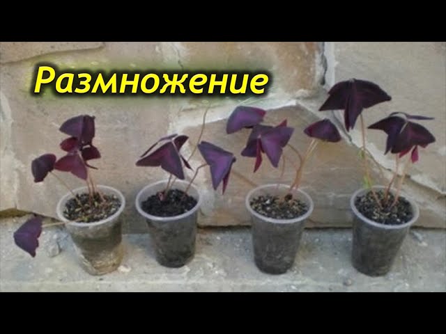 Кислица прямостоячая / Oxalis stricta L ...