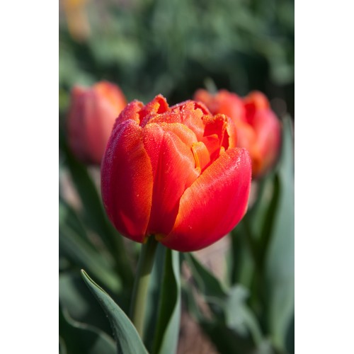 Tulip Icoon 10-pack – Growing Tkaronto ...