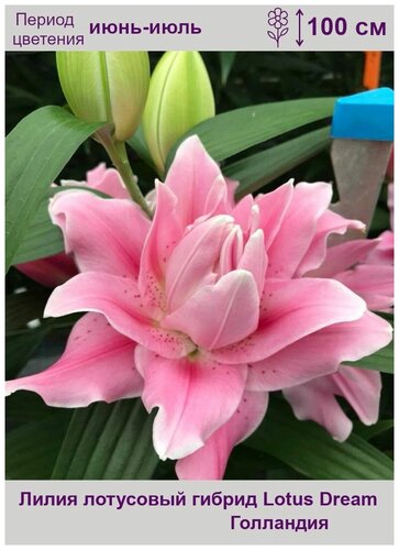 Lotus Elegance (Lotus lily® Lily ...