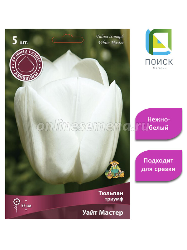 Тюльпан обыкновенный Супермодель (tulipa) 🌿 обзор: как ...