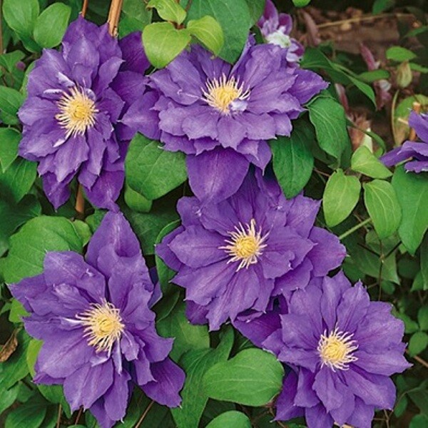 Клематис Бьюти оф Уорчестер (Clematis Beauty of Worcester)