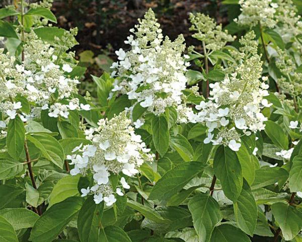 Гортензия метельчатая Киушу (Hydrangea paniculata Kyushu ...