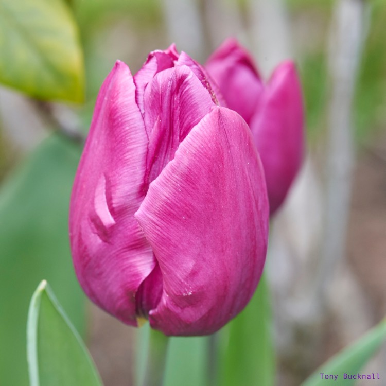 Purple Prince лилия - фото - выращивание и уход, посадка ...