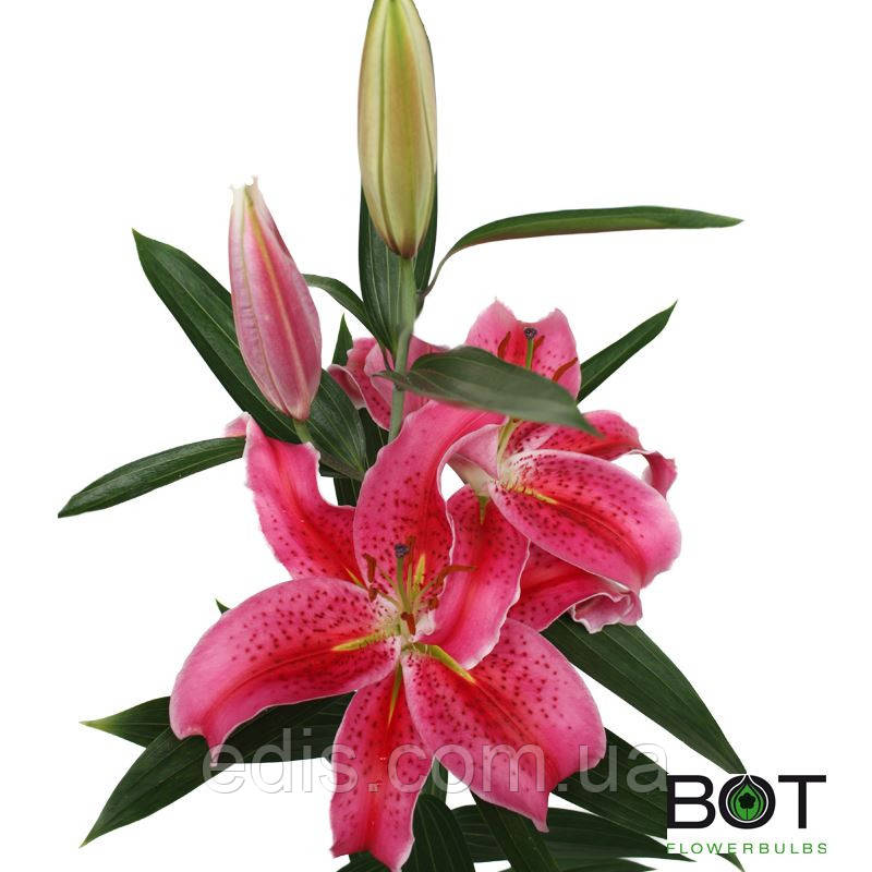 Lilium or 'Cobra' - GARDENIDEA