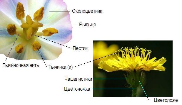 Жизнь в движении: как и зачем ...