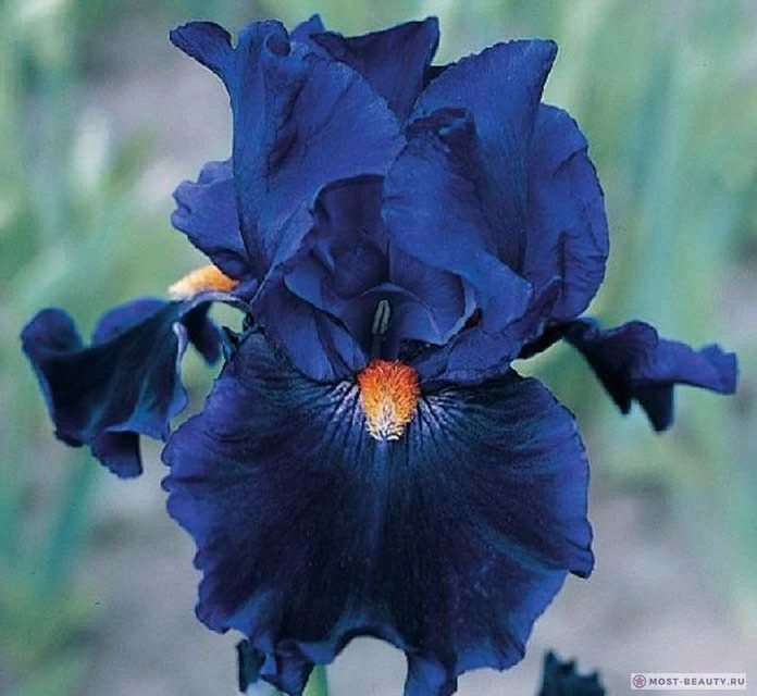 Ирисы. Самые красивые сорта. Irises. The most beautiful ...