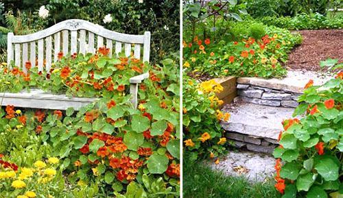 Настурция цветет в саду Tropaeolum majus растет на клумбе ...