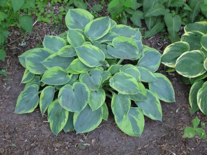 Хоста гибридная (Hosta х hybrium `Tokudama Flavocircinalls ...