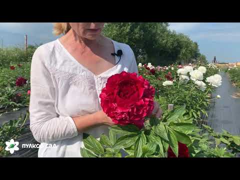 Paeonia 'Henry Bockstoce' (Peony)