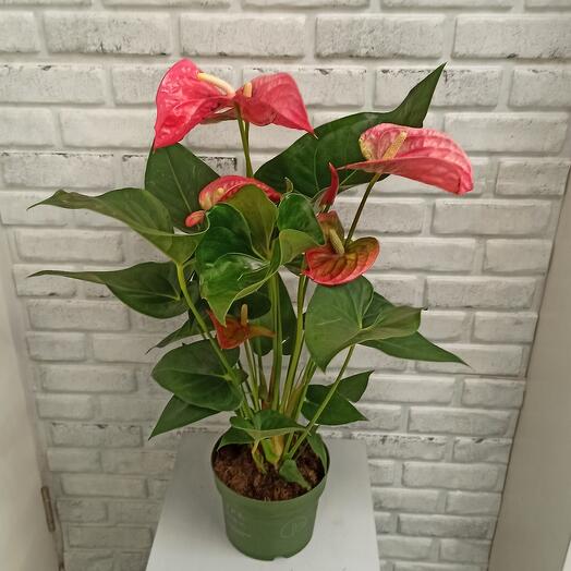 Anthurium (Andreanum) Maine ANTHU AN MAINE | Anthurium ...