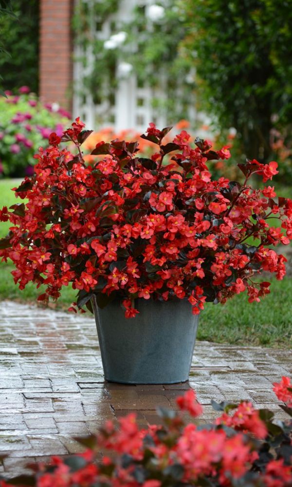 Begonia Sakura-color Canvas Print ...