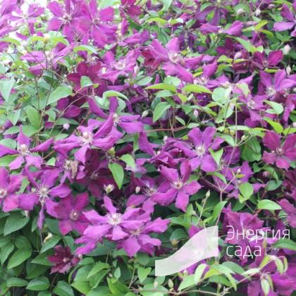 Клематис Жакмана (Clematis jackmanii T.Moore) – Вьющиеся ...