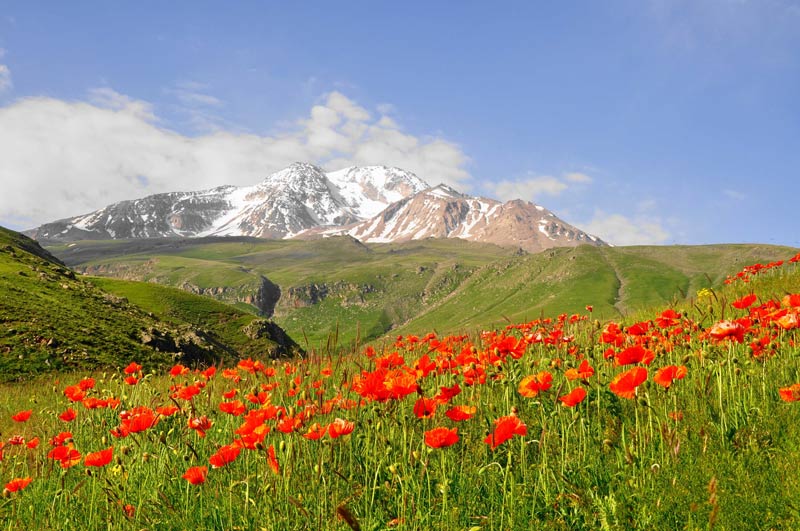 Флора Сибири