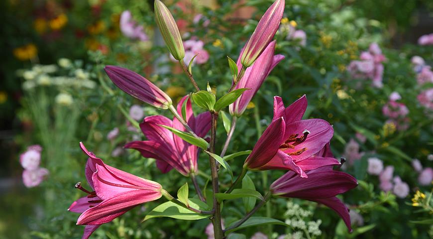 Лилия Тисенто Lilium Tisento