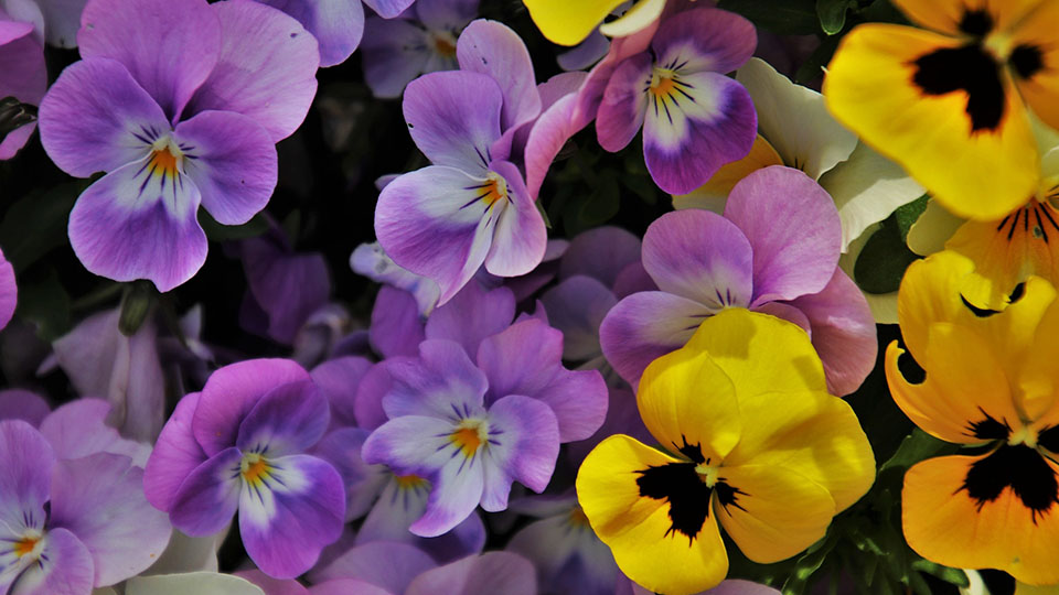 Виола: посадка и уход за растением - Flowers.ua