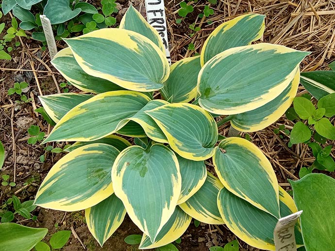 Хоста Отэм Фрост (Hosta Autumn Frost) купить в спб лисий нос ...