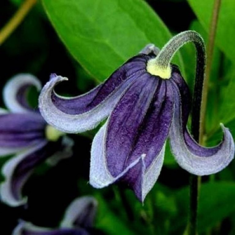 Клематис борщевиколистный Кассандра (Clematis Cassandra ...