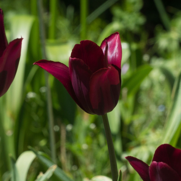 Tulip Merlot Bulbs | Peter Nyssen | Buy ...