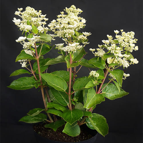 ГОРТЕНЗИЯ МЕТЕЛЬЧАТАЯ «ДАРУМА» (HYDRANGEA PANICULATA `DHARUMA ...