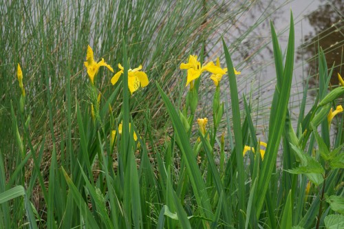 Iris pseudacorus ...