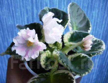 Саджанці Фіалки Садової Білої (Viola Odorata Alba) P9 ...