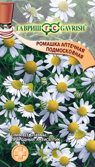 Цветок Ромашки Изолирован Крупным Планом — стоковая векторная ...