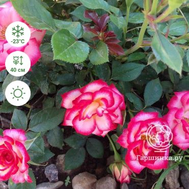 Diamond Eyes Rose | Purple Patio rose| The Fragrant Rose Company