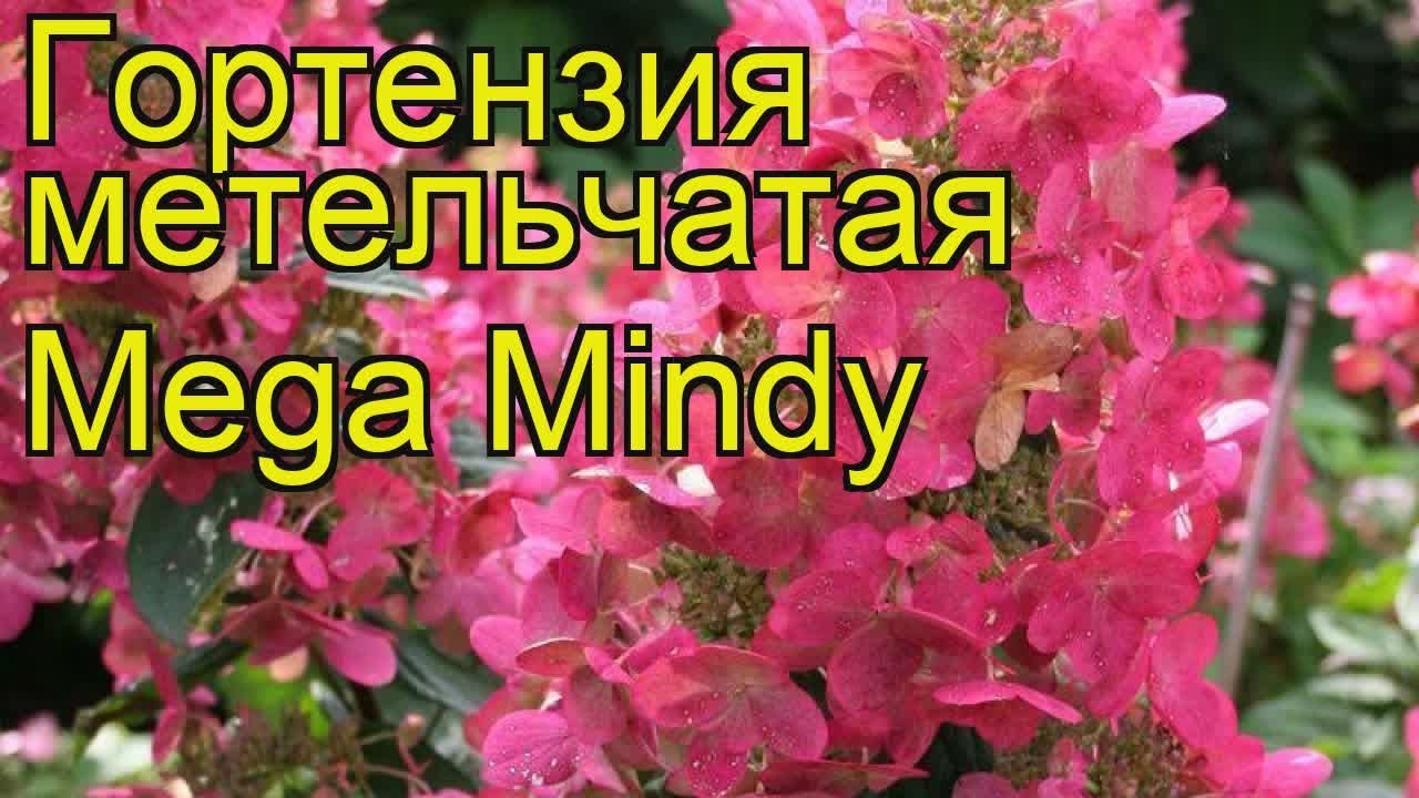 Гортензия метельчатая Мега Минди из ...