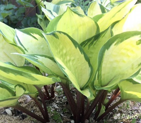 Hosta.com.ua. Хоста Ripple Effect из ...